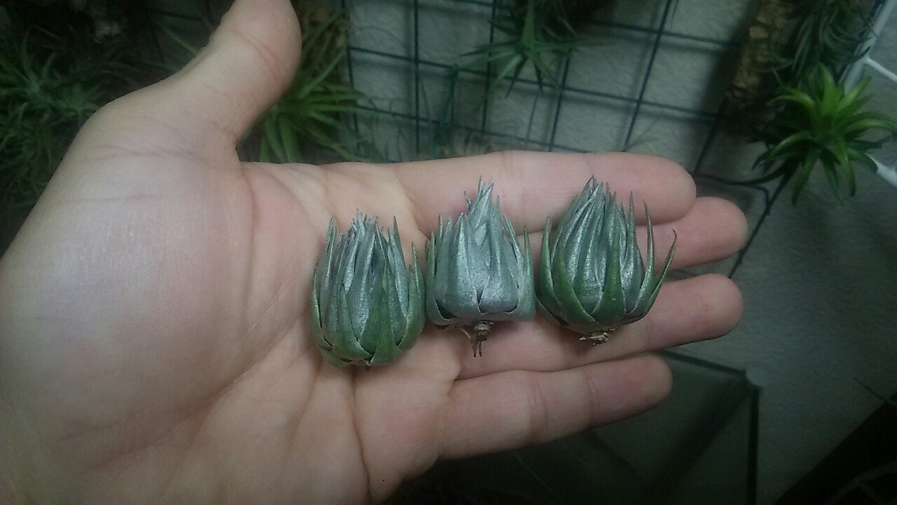 超絶ドカンの陣】チランジア入荷リスト3/6｜NatureGarden🌿神田