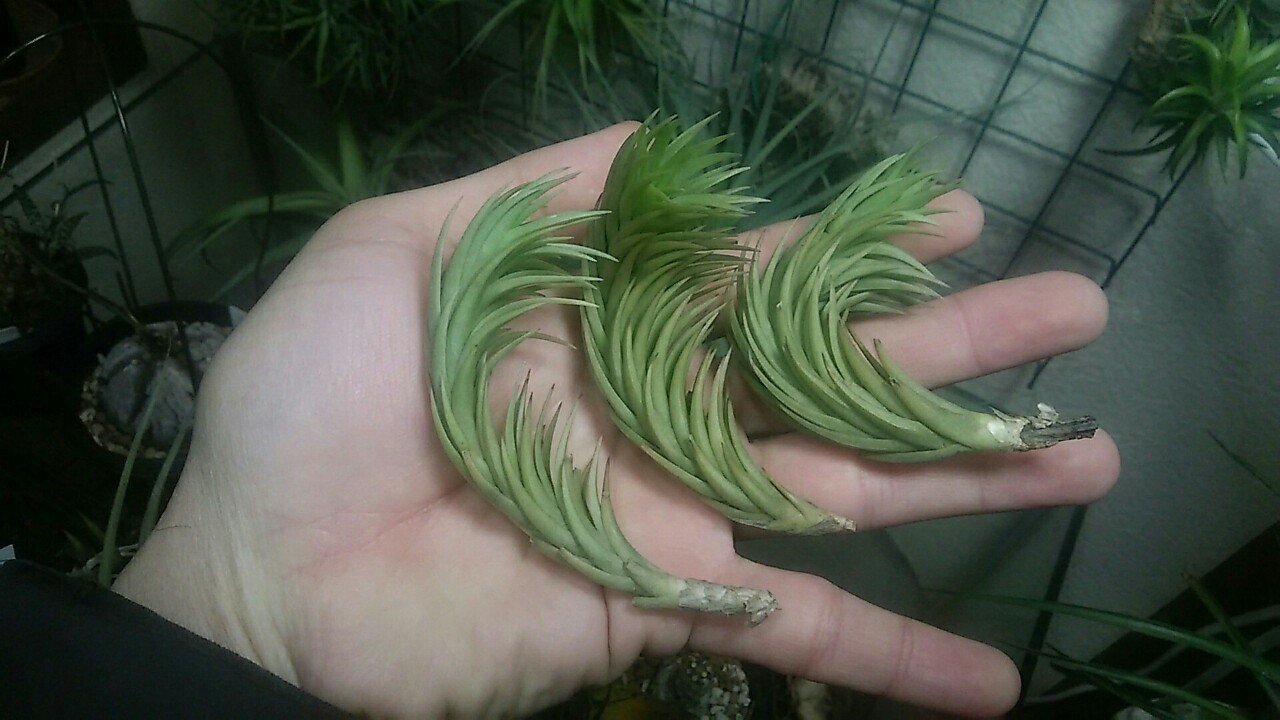 超絶ドカンの陣】チランジア入荷リスト3/6｜NatureGarden🌿神田