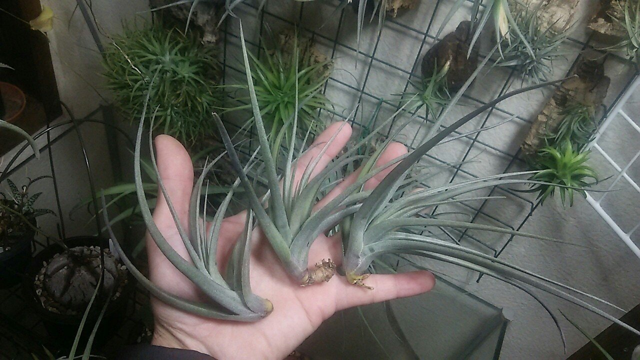 超絶ドカンの陣】チランジア入荷リスト3/6｜NatureGarden🌿神田