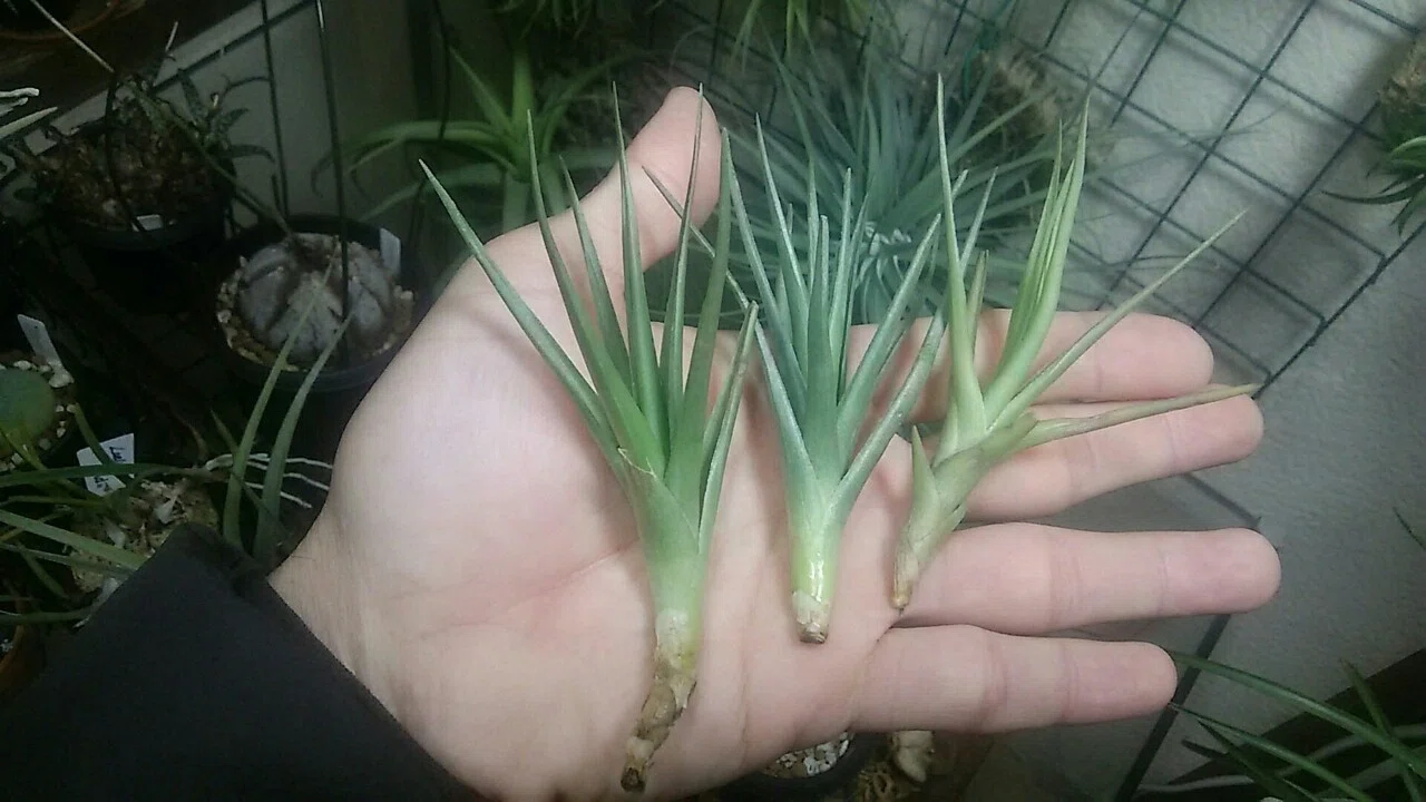 超絶ドカンの陣】チランジア入荷リスト3/6｜NatureGarden🌿神田