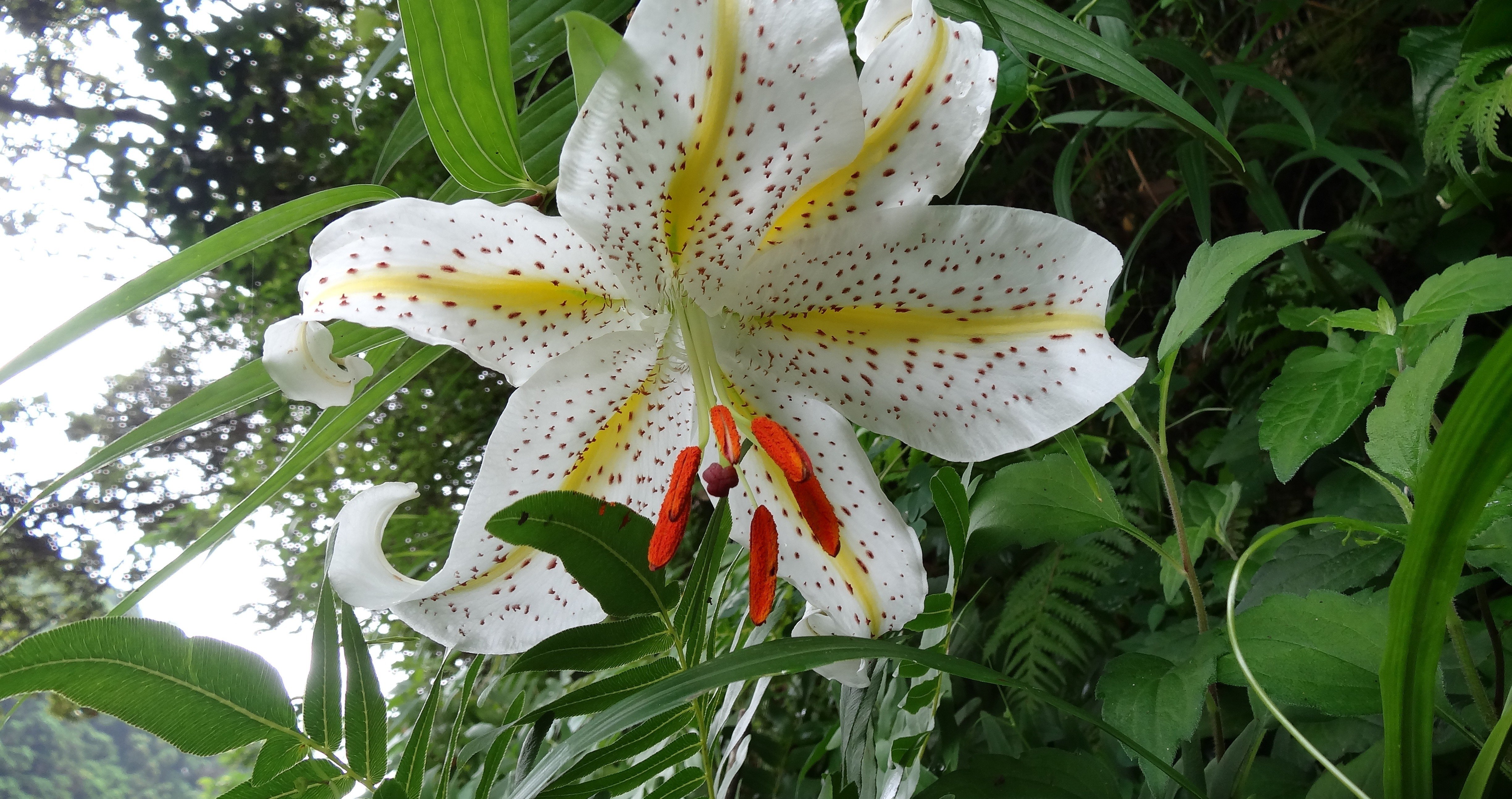 バラの歴史とマリア様がみてる｜はねおか