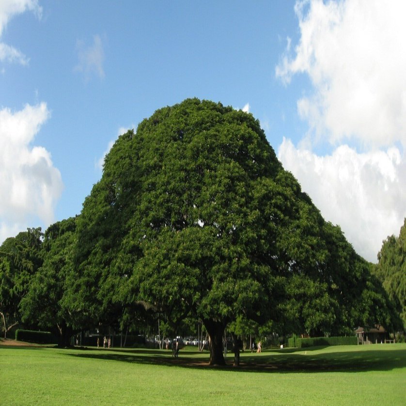 ドラッケンミラー：生涯で最悪のミステイク｜Gold River