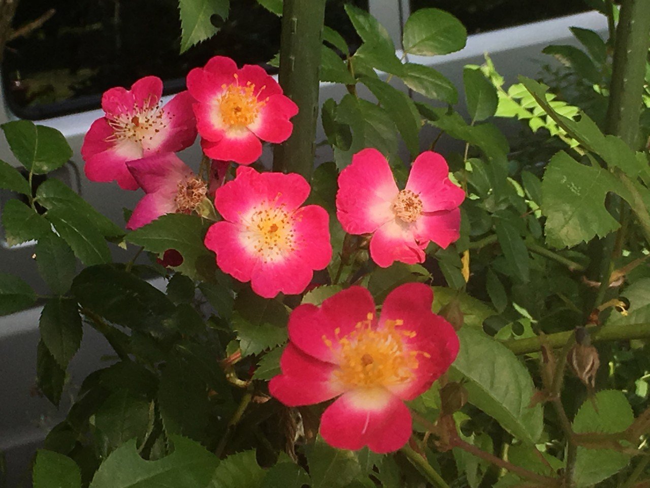 バラの歴史とマリア様がみてる｜はねおか