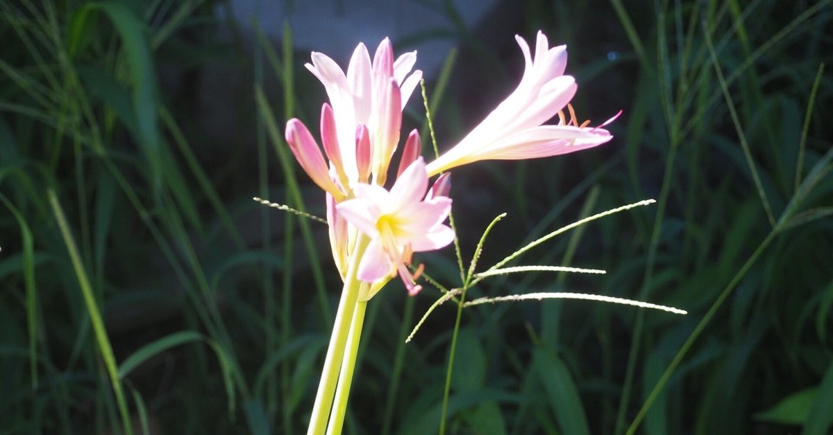 ナツズイセン（夏水仙）｜ちくりん