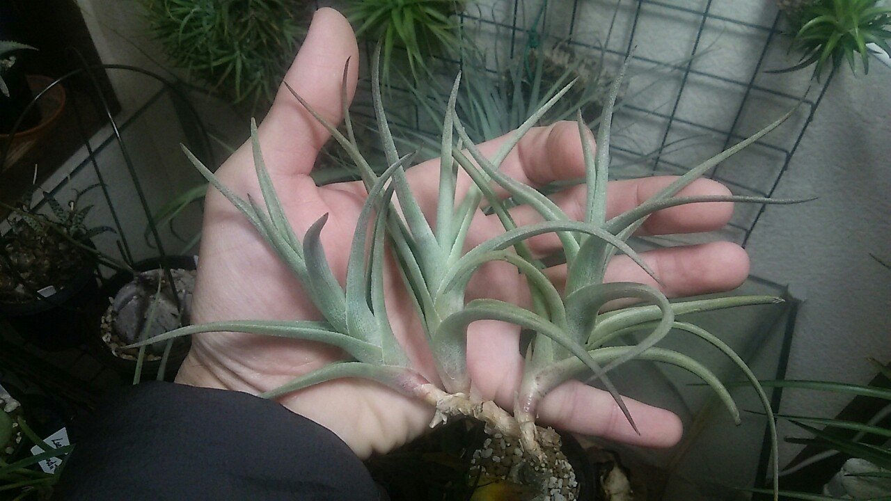 超絶ドカンの陣】チランジア入荷リスト3/6｜NatureGarden🌿神田