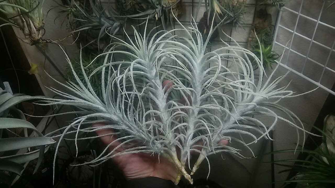 超絶ドカンの陣】チランジア入荷リスト3/6｜NatureGarden🌿神田