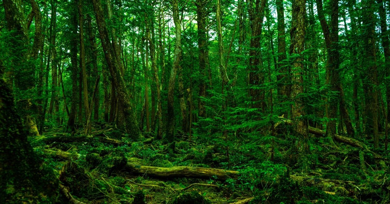 木と森のいのち―古代の森、森の生きもの、木と木からできるもの (知識の泉―Natural history (5)) マザーツリー──森の見えないつながり一本の木と森の違い｜さえ