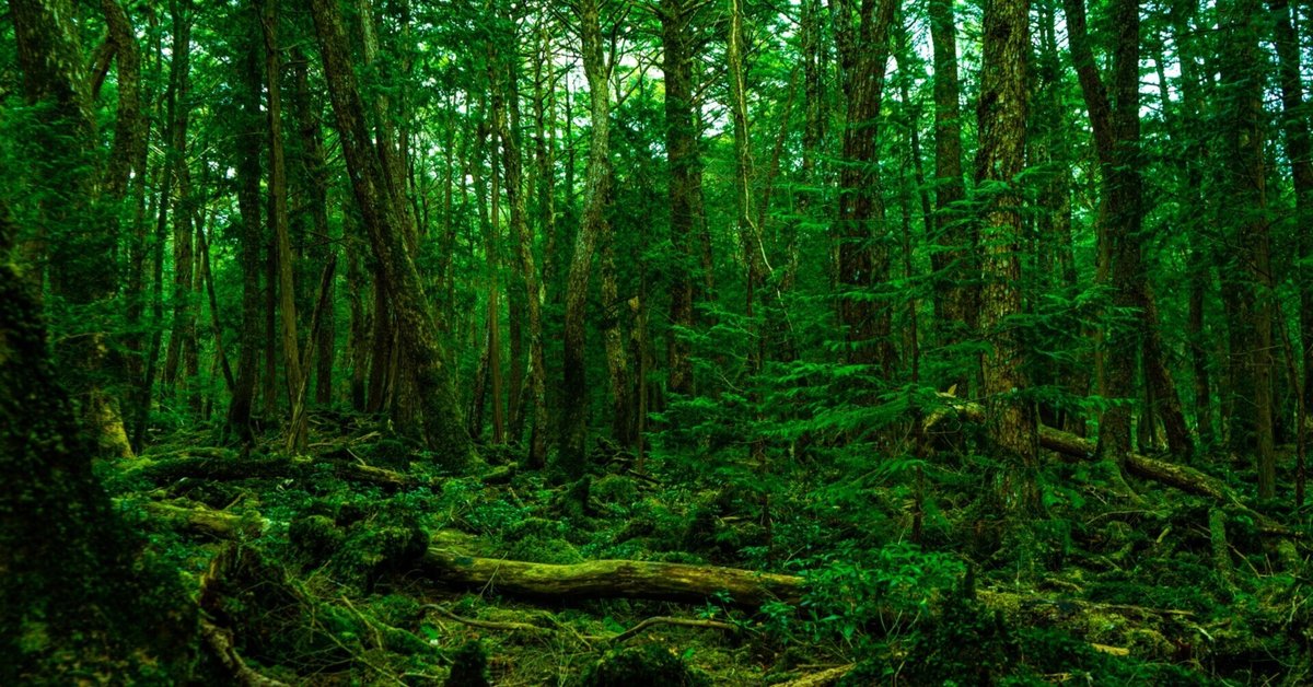 マザーツリー──森の見えないつながり一本の木と森の違い｜さえ