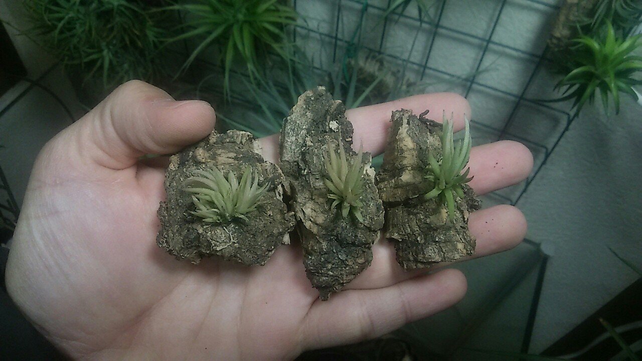 超絶ドカンの陣】チランジア入荷リスト3/6｜NatureGarden🌿神田