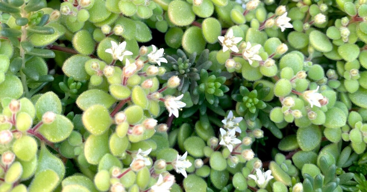 ⭐️SUPER黒ガリン⭐️  ♡他の植物にはない多種多様の栄養成分♡  5本 ⭐️SUPER黒ガリン⭐️ ♡他の植物にはない多種多様の栄養成分♡ 5本