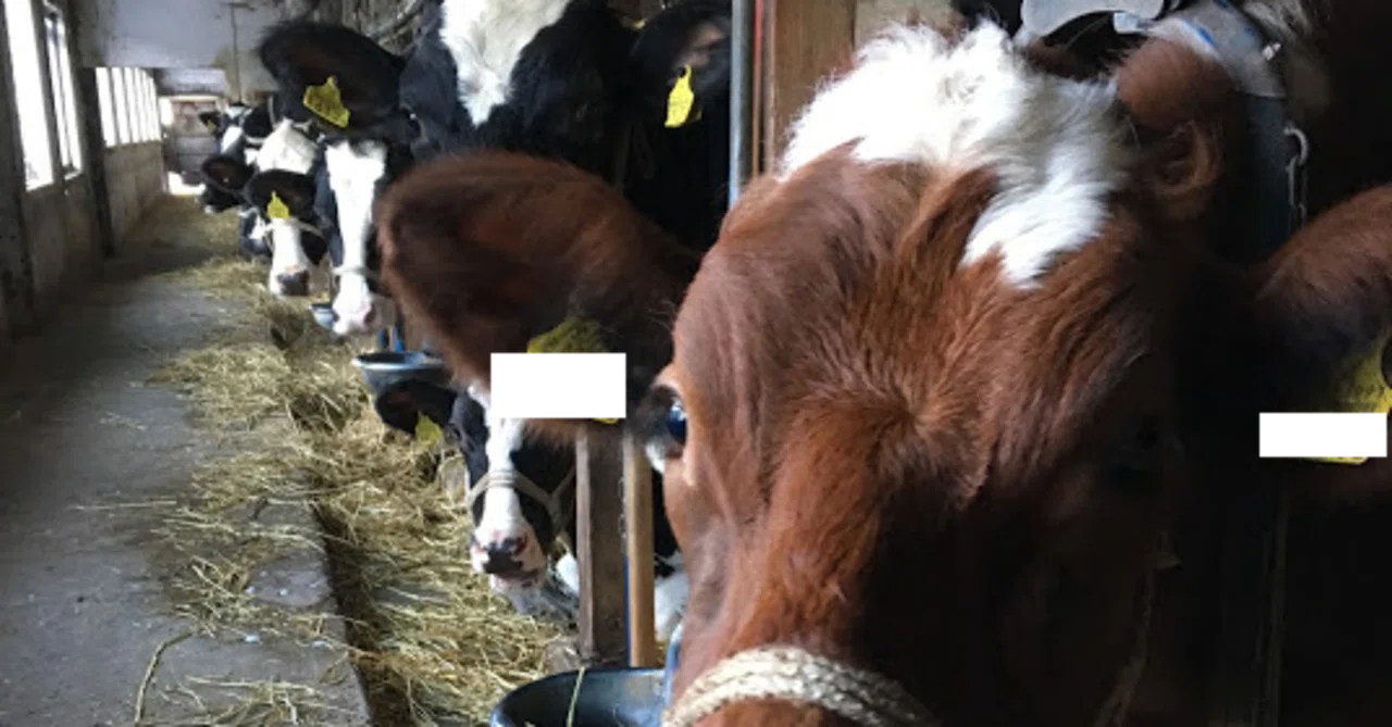 The cows are loose, and a calf has been born.｜田舎に暮らすIT&ネットワークエンジニアの日常