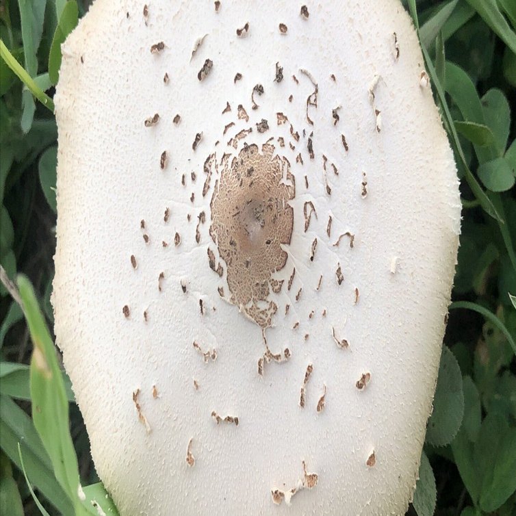 きのこって、こんなに可愛かったっけ？」〜地面に咲く小さな主役たち