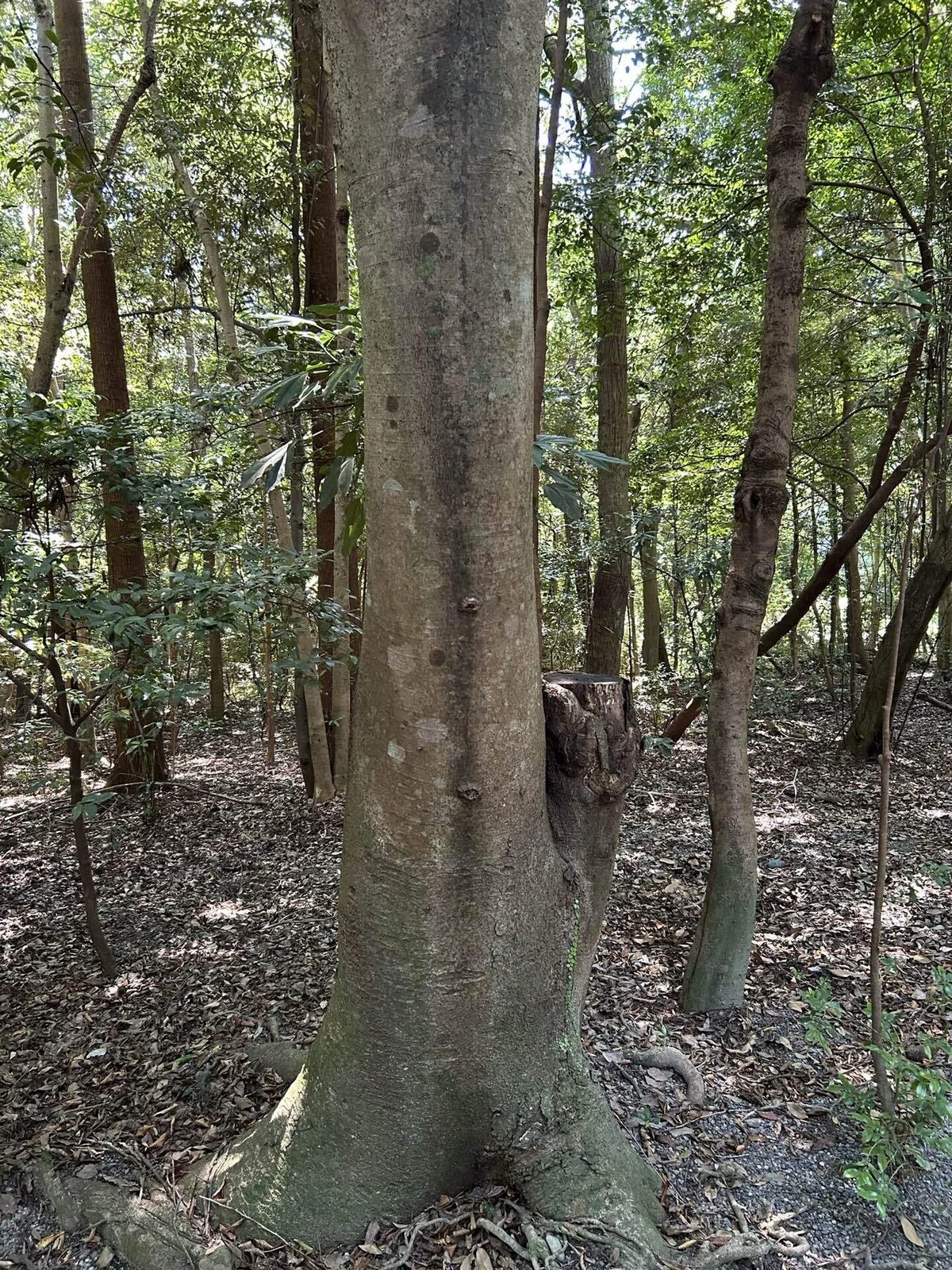 A Record of My First Shrine Visit in a While: Ise Jingu ⛩️ Part 1｜ヨルベ
