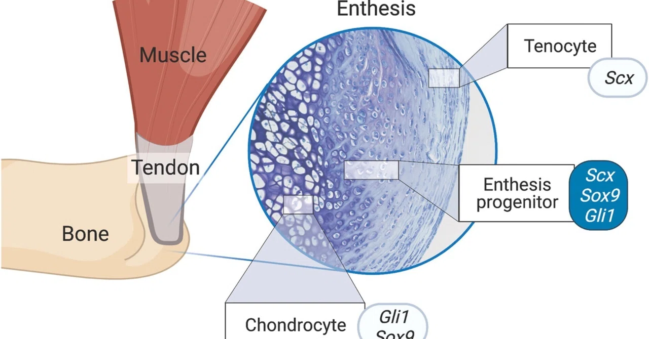 Enthesis Microdamage Enthesisをめぐる2つの視点:医科学と人類学の融合|Brain storm conditioning 〜 脳からコンディショニング