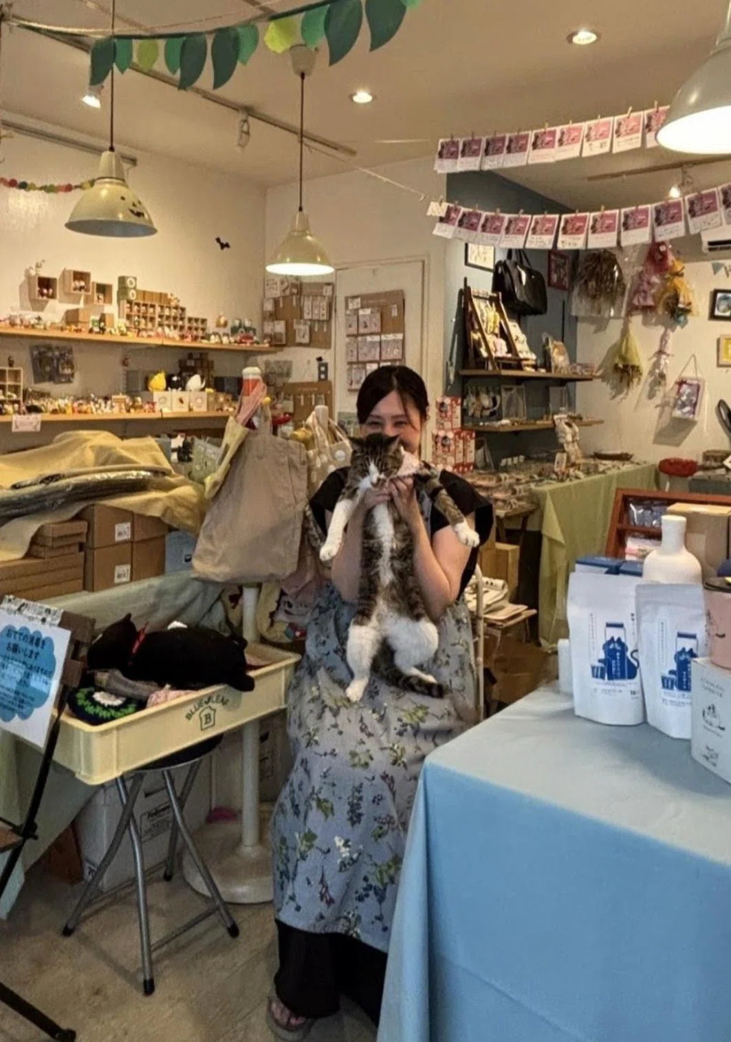 熊本 猫とnëco｜豊田歩 Ayumu Toyoda