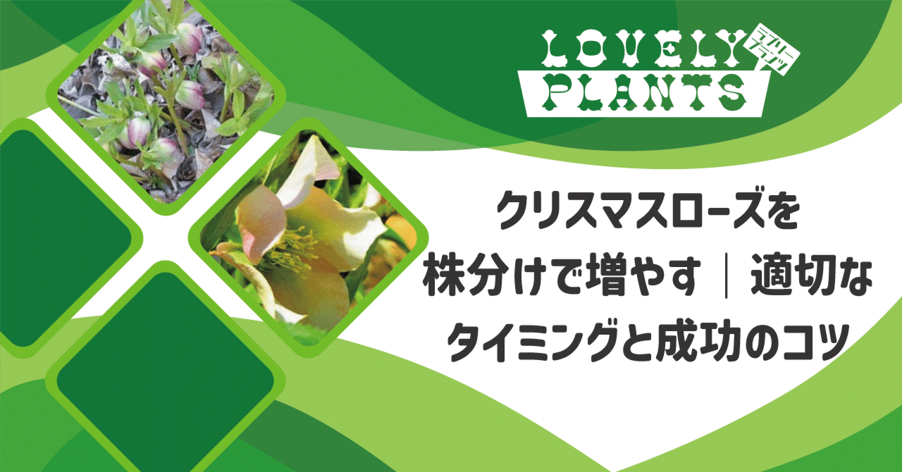 little beast】クリスマスローズ アトロルベンス系株分け クリスマス