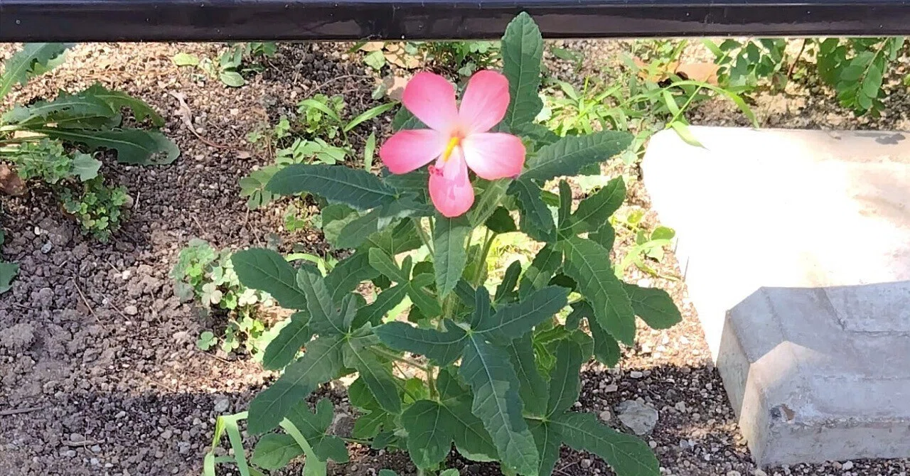 アベルモスクス 〜熱帯アジアに咲く花〜｜九條正博｜歴史学