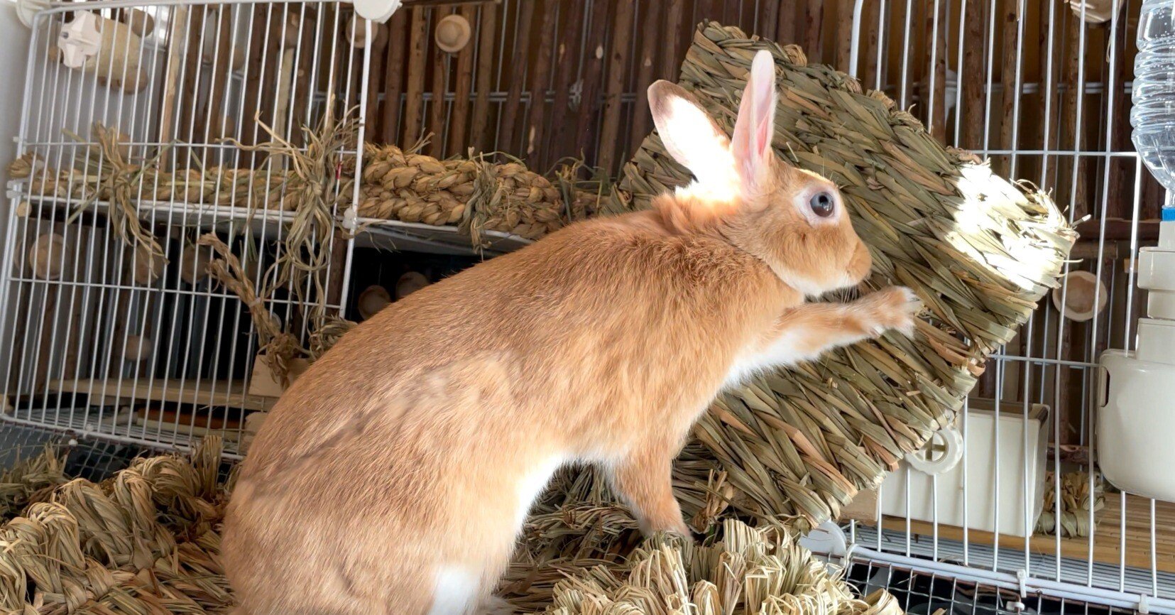 うさぎは壊してなんぼ？…元気ならいいのよ元気ならw｜うさぎのうみ