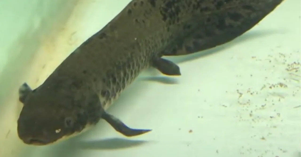 生きた化石】1億年前から姿を変えない魚、オーストラリアハイギョの 