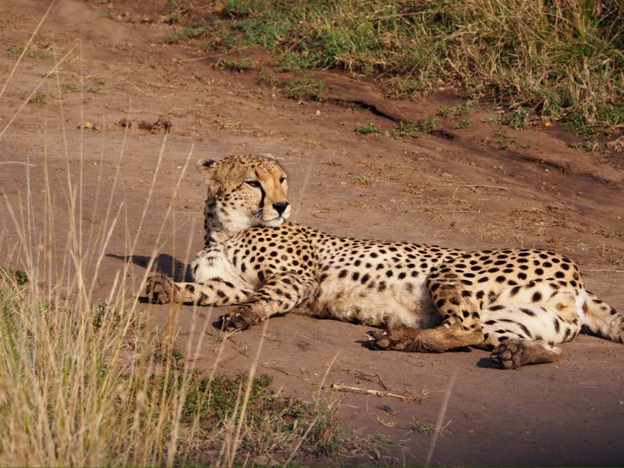 ついにサファリの聖地、マサイマラ国立公園へ｜ケニア4日目🇰🇪｜彩乃