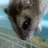 サンクストランク