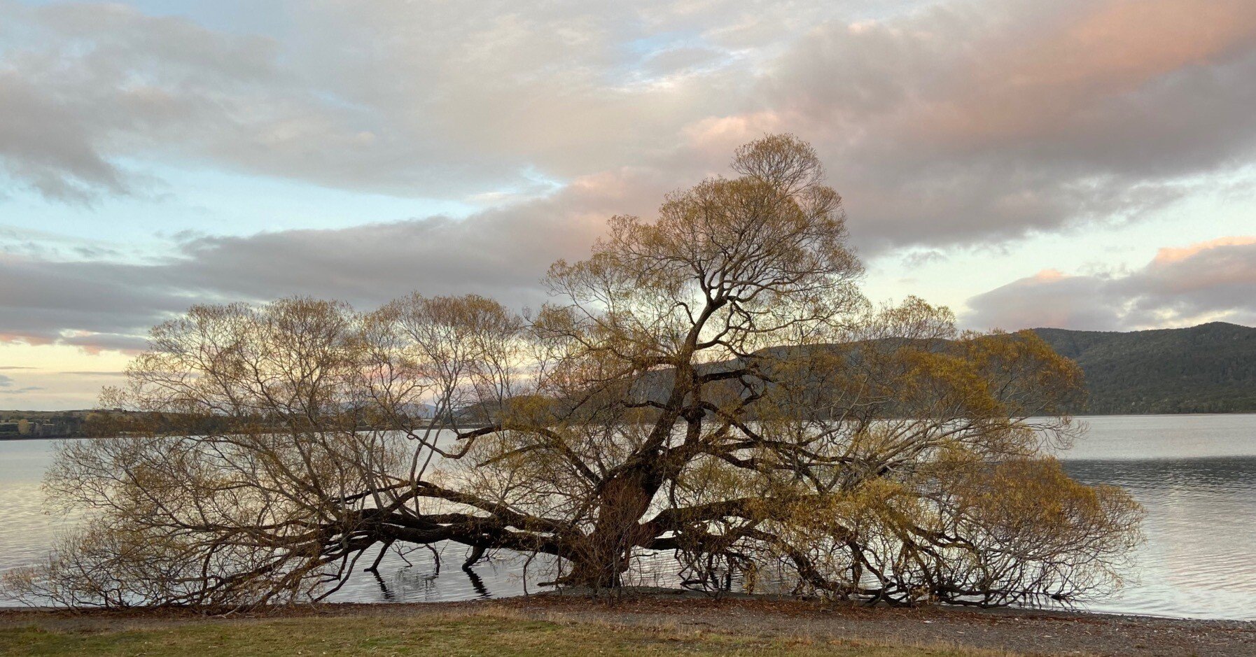 ニュージーランドの住宅街は、なぜ緑が多いのか？ その② 〜寂しさが