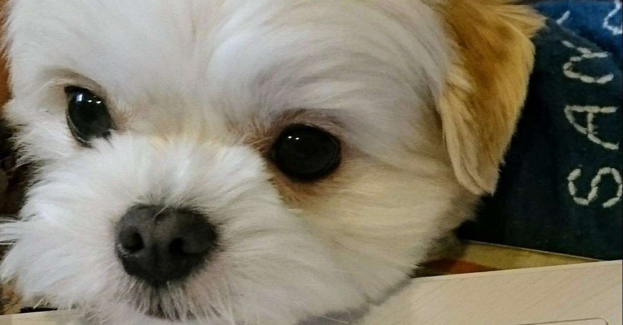 犬とパソコン__2_