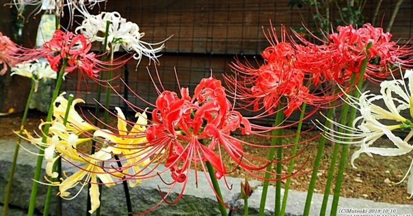 専用 赤色曼珠沙華アレンジ クレイフラワー 専用 赤色曼珠沙華アレンジ クレイフラワー 専用 赤色曼珠沙華