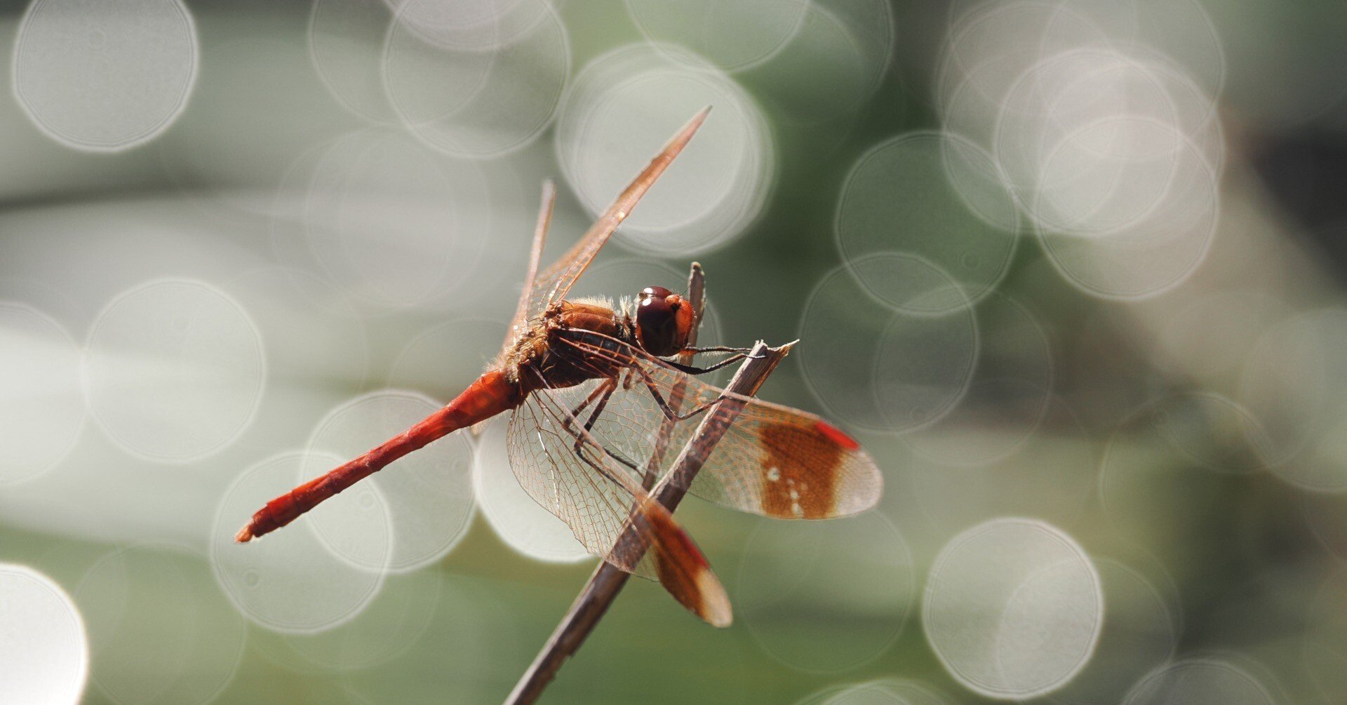 小さな世界をのぞいてみよう! #05 3種類のマクロレンズを 小さな世界をのぞいてみよう! #05 3種類のマクロレンズを