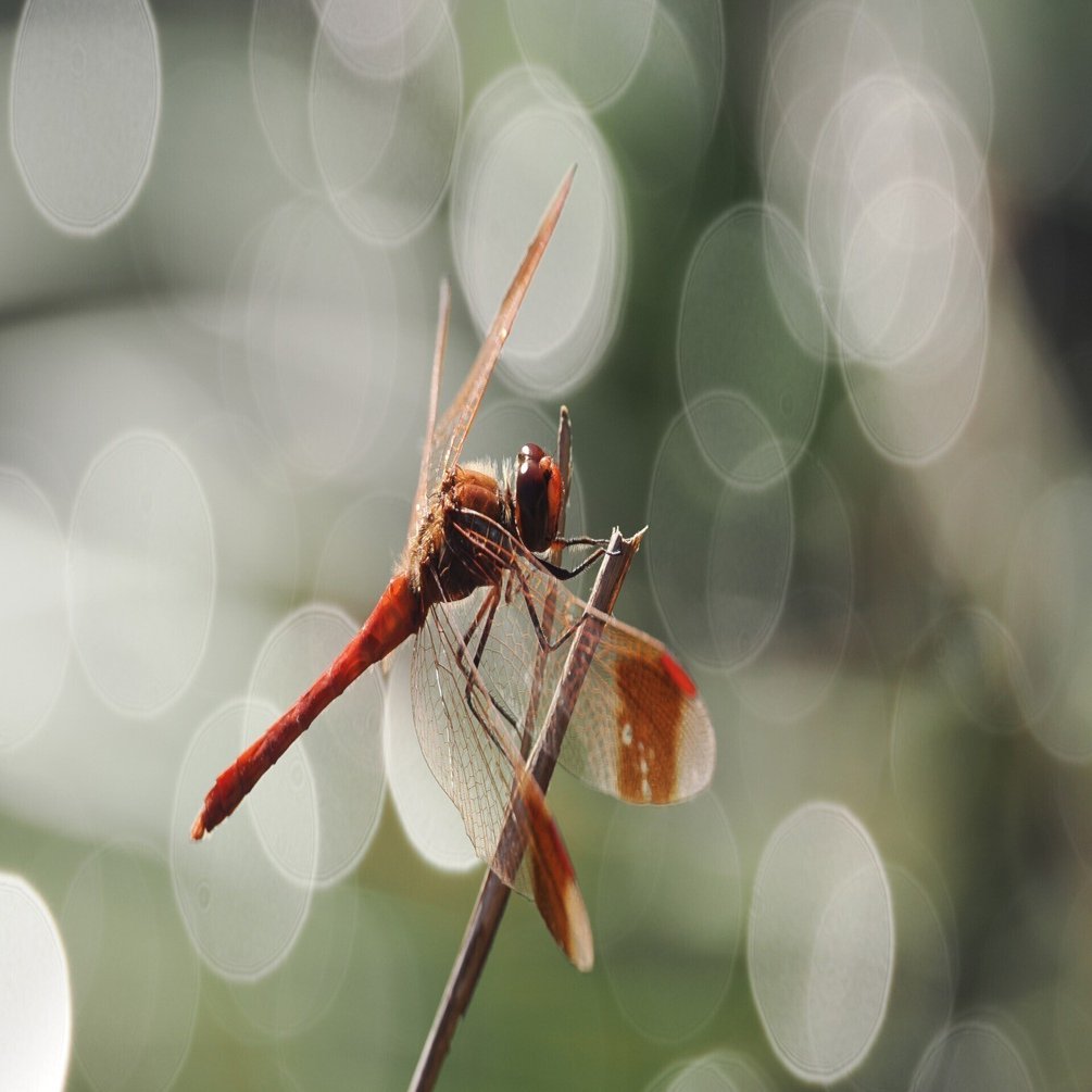 小さな世界をのぞいてみよう！ #05 3種類のマクロレンズを使いこなそう