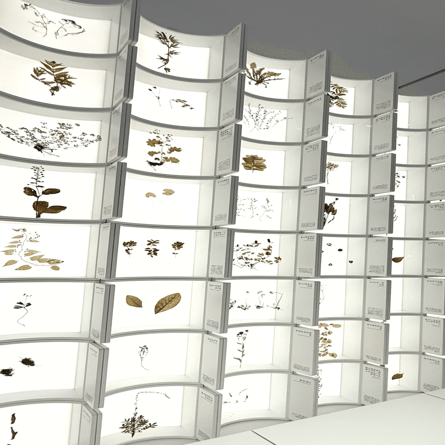 EXPO 2025 『バルト パビリオン』 美しき薬草標本がズラリと