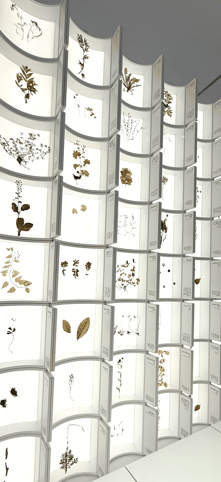 EXPO 2025 『バルト パビリオン』 美しき薬草標本がズラリと