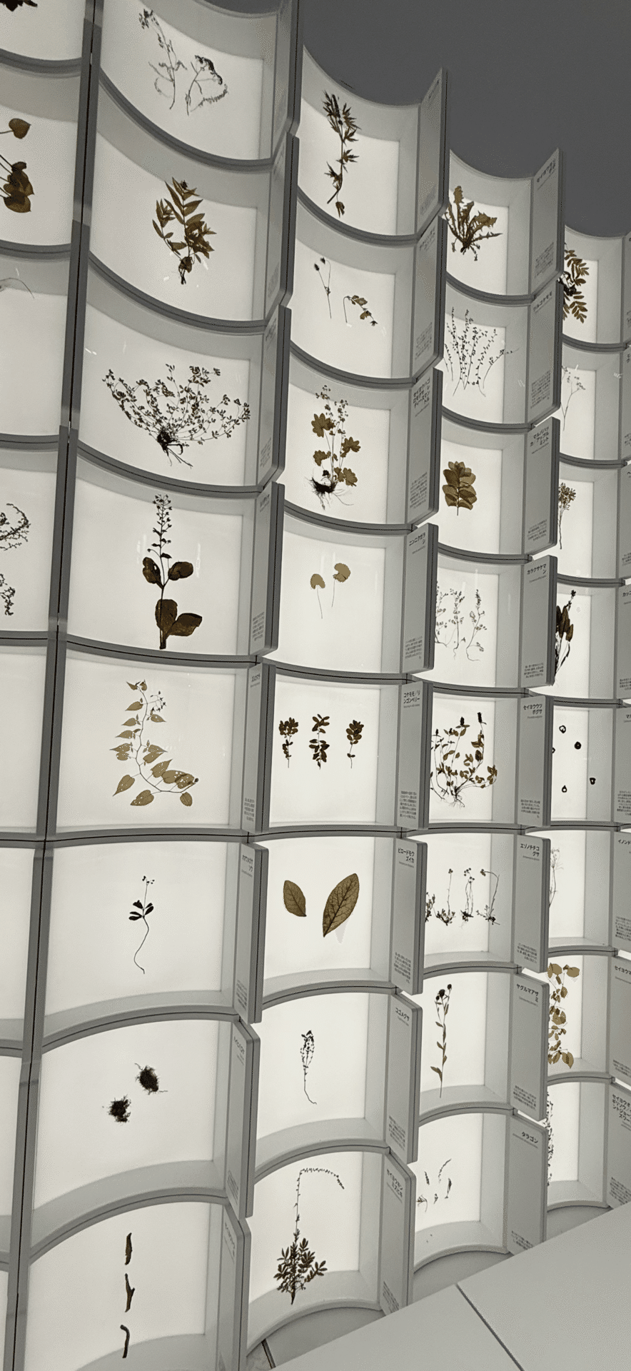 EXPO 2025 『バルト パビリオン』 美しき薬草標本がズラリと