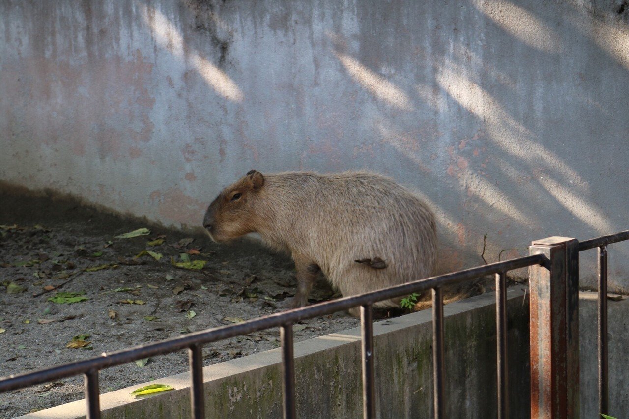 寝起きのカピバラさん お尻についたままの葉っぱがキュートでした U N I Note 寝起きのカピバラさん お尻についたままの葉っぱがキュートでした U N I Note