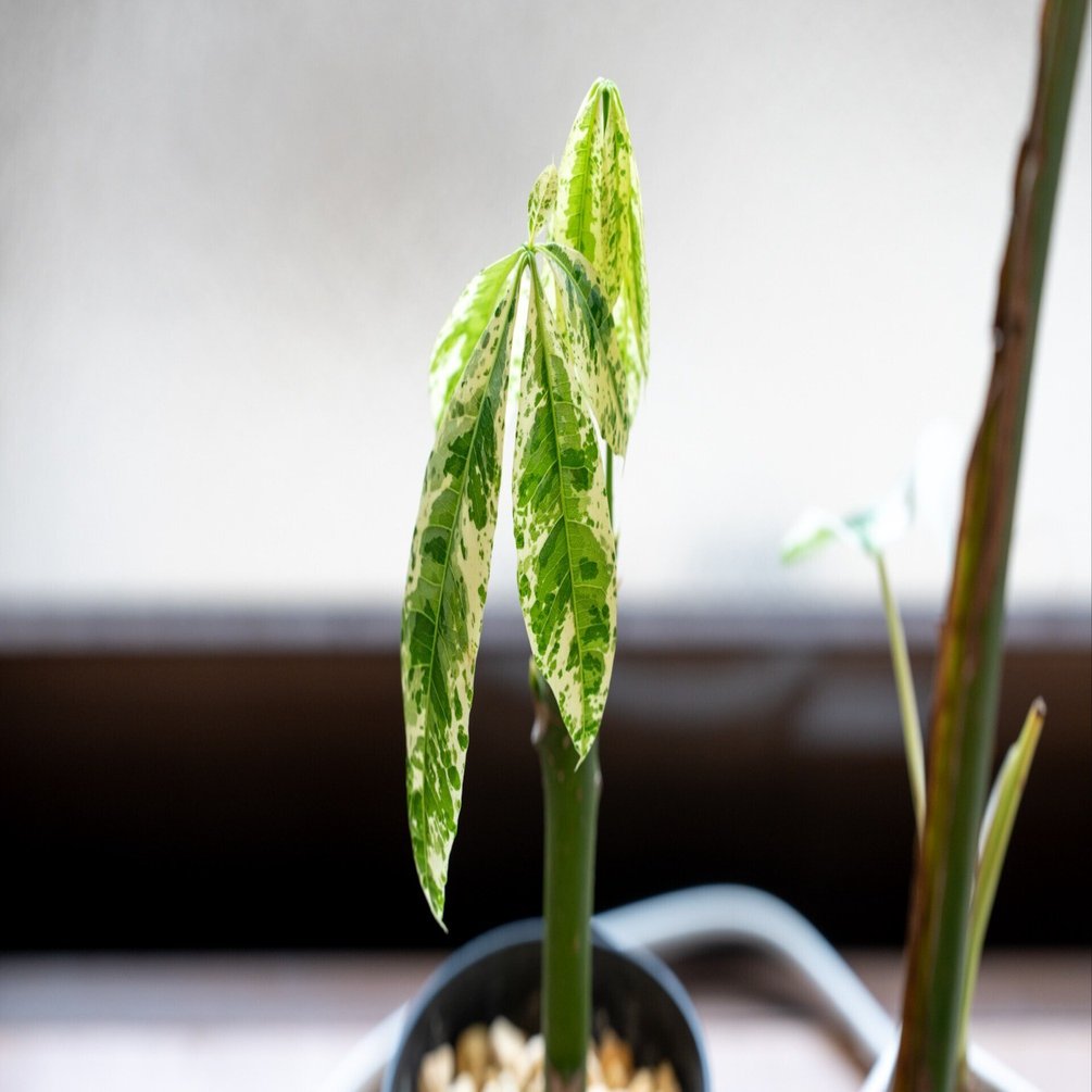 パキラ・ミルキーウェイ（挿し木）の成長記録｜燃えるゴミ