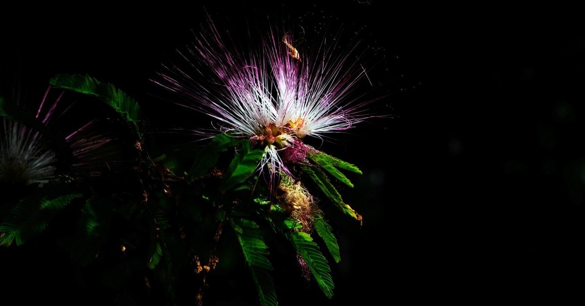 陽射しまだ 樹陰届かず 朝知らず 微睡む合歓よ 善き夢の中へ