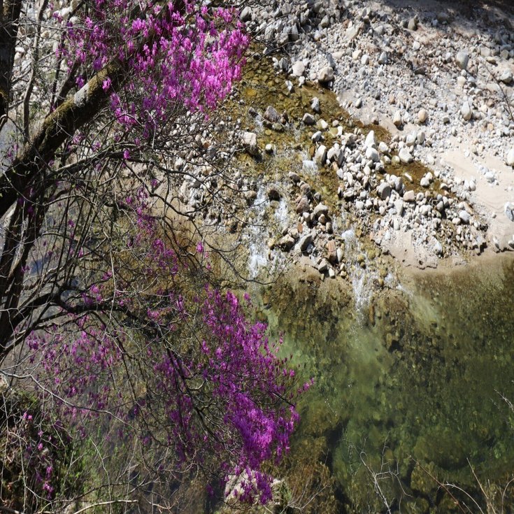 141．達原渓谷の自然樹形のホンミツバツツジ｜sasayan