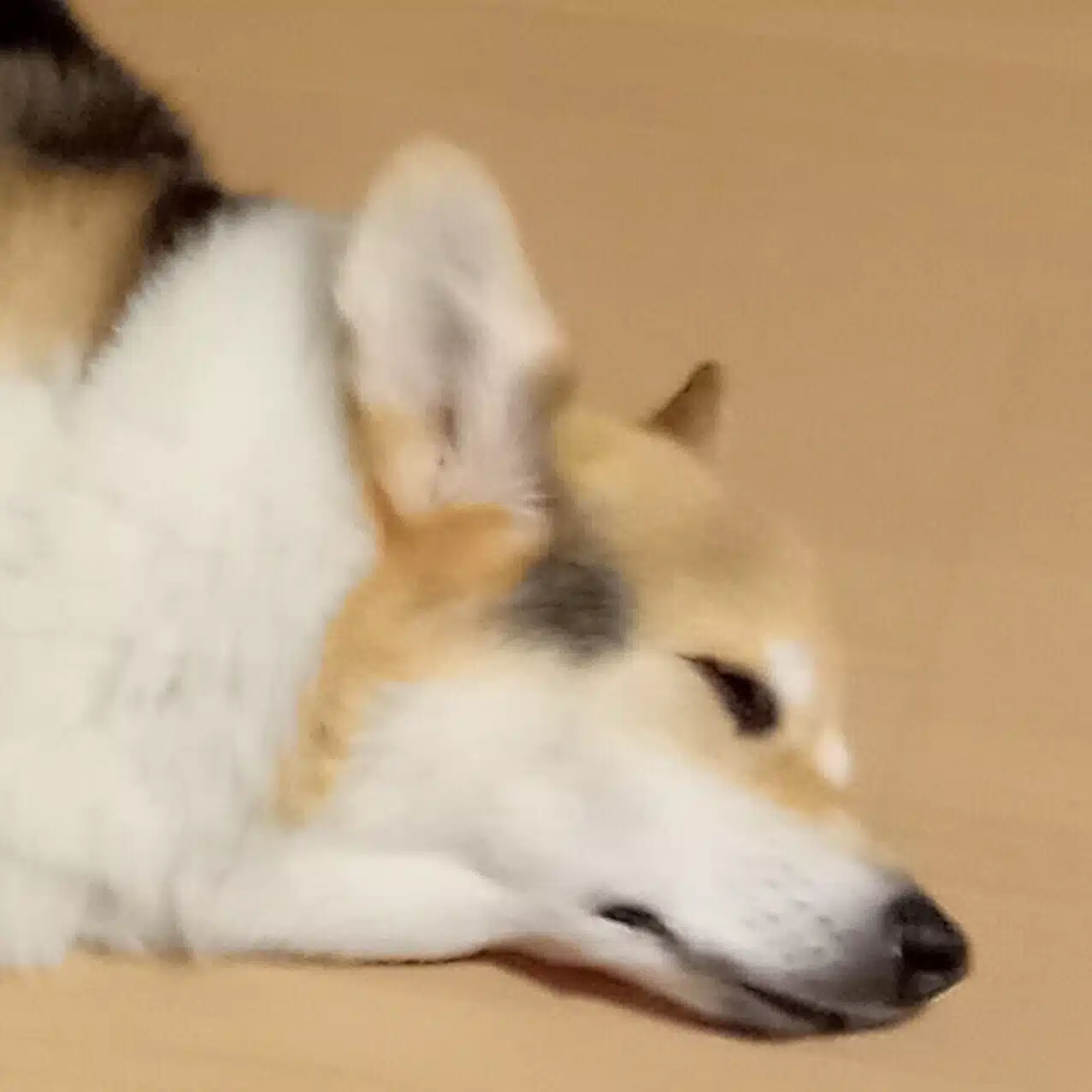 Sato