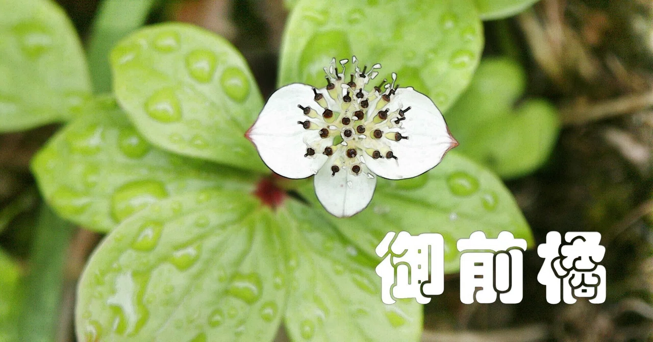 ゴゼンタチバナ（高山植物・水彩画風）｜taka