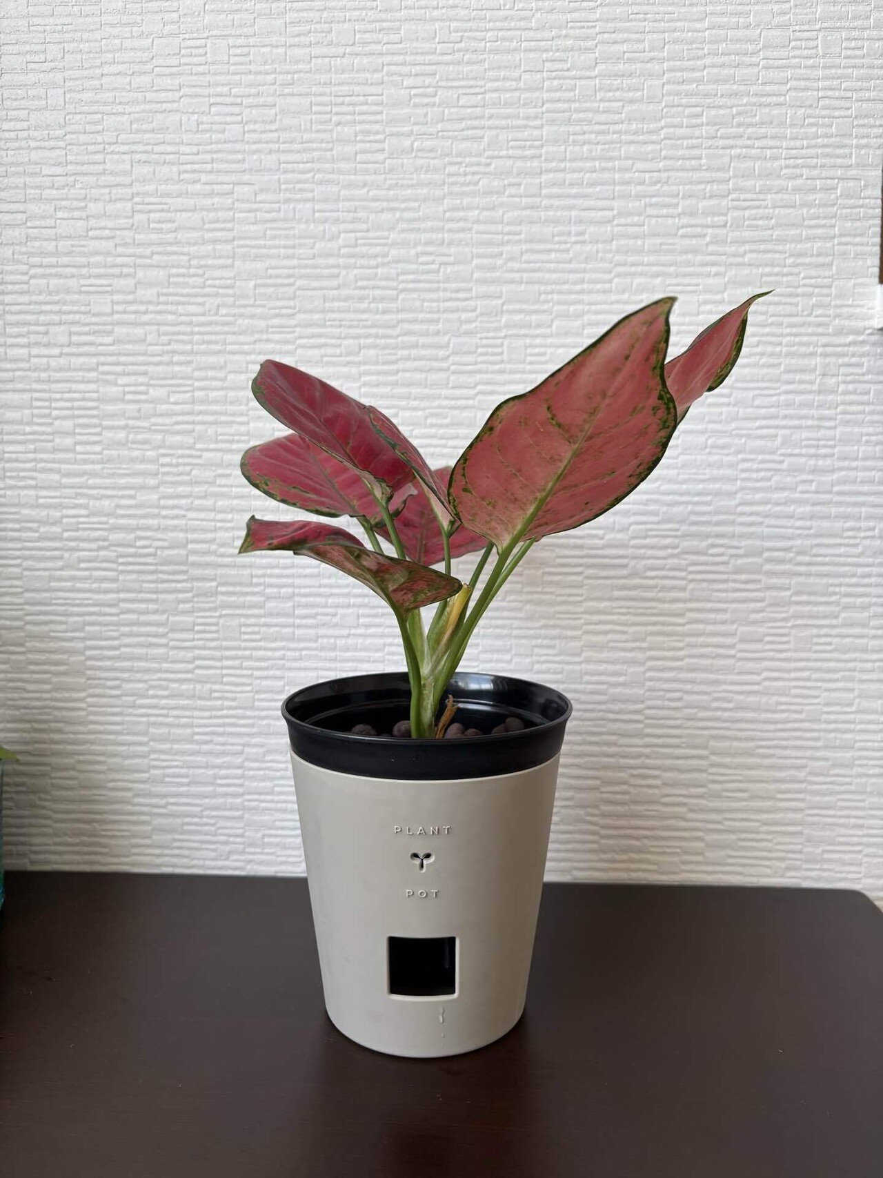 映えない植物記録 #1｜korin miku