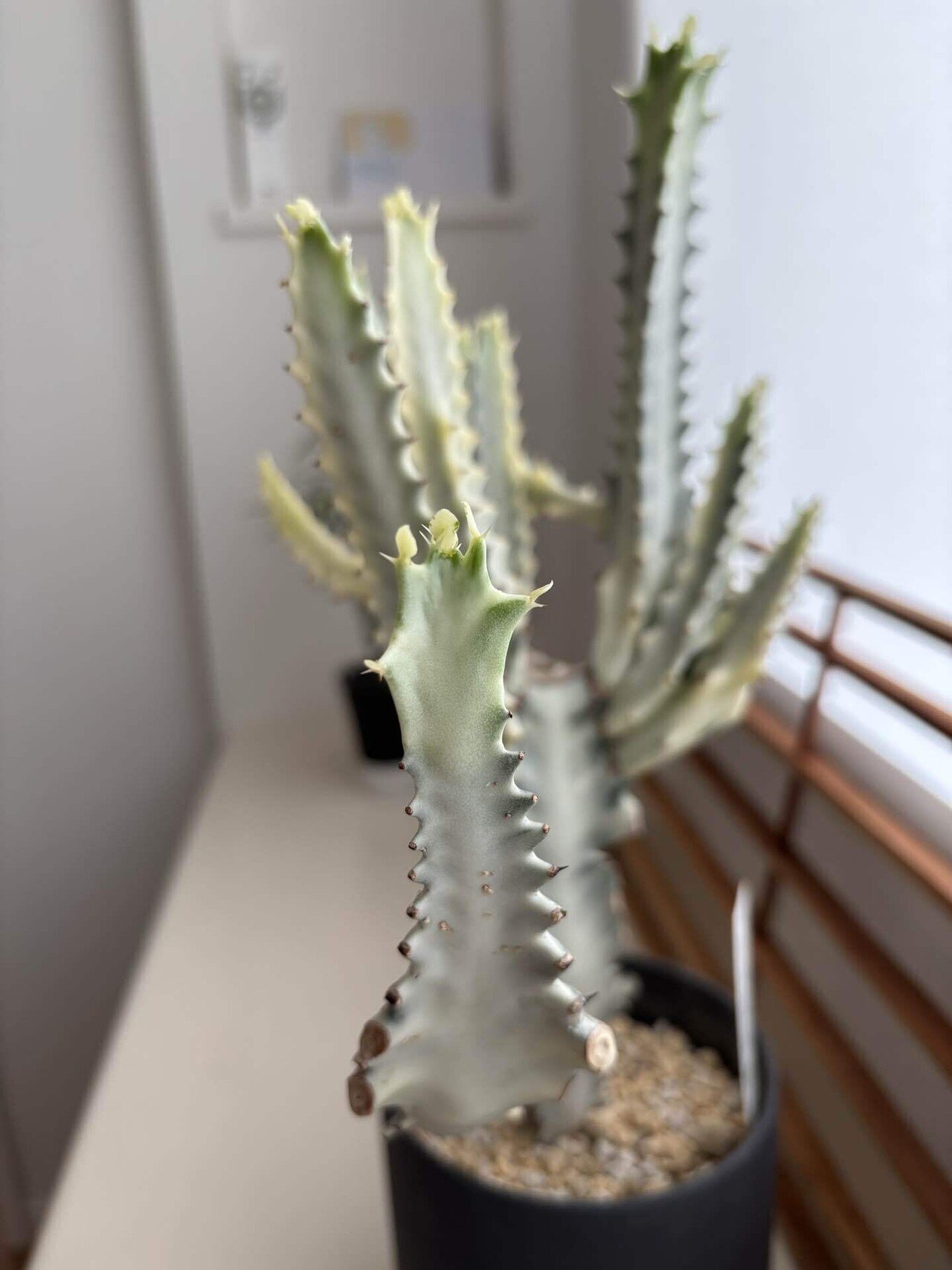 映えない植物記録 #1｜korin miku