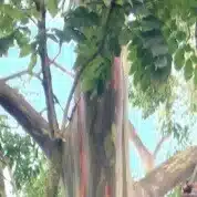 桉樹の林