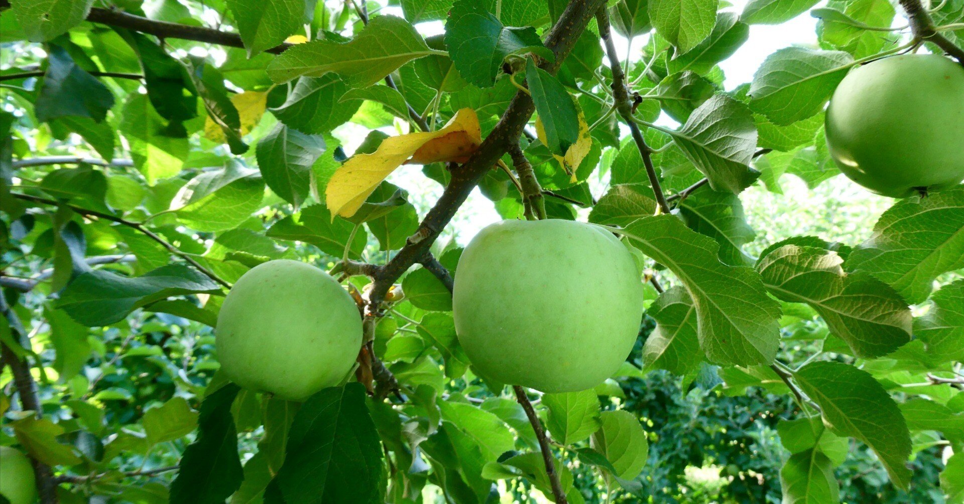 りんごの生育レポート＃2025年8月｜クニミノマド オーナー制度