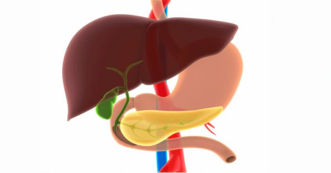 腸内に生息する真菌がすい臓がん発生に関与している可能性、米ニューヨーク大学研究