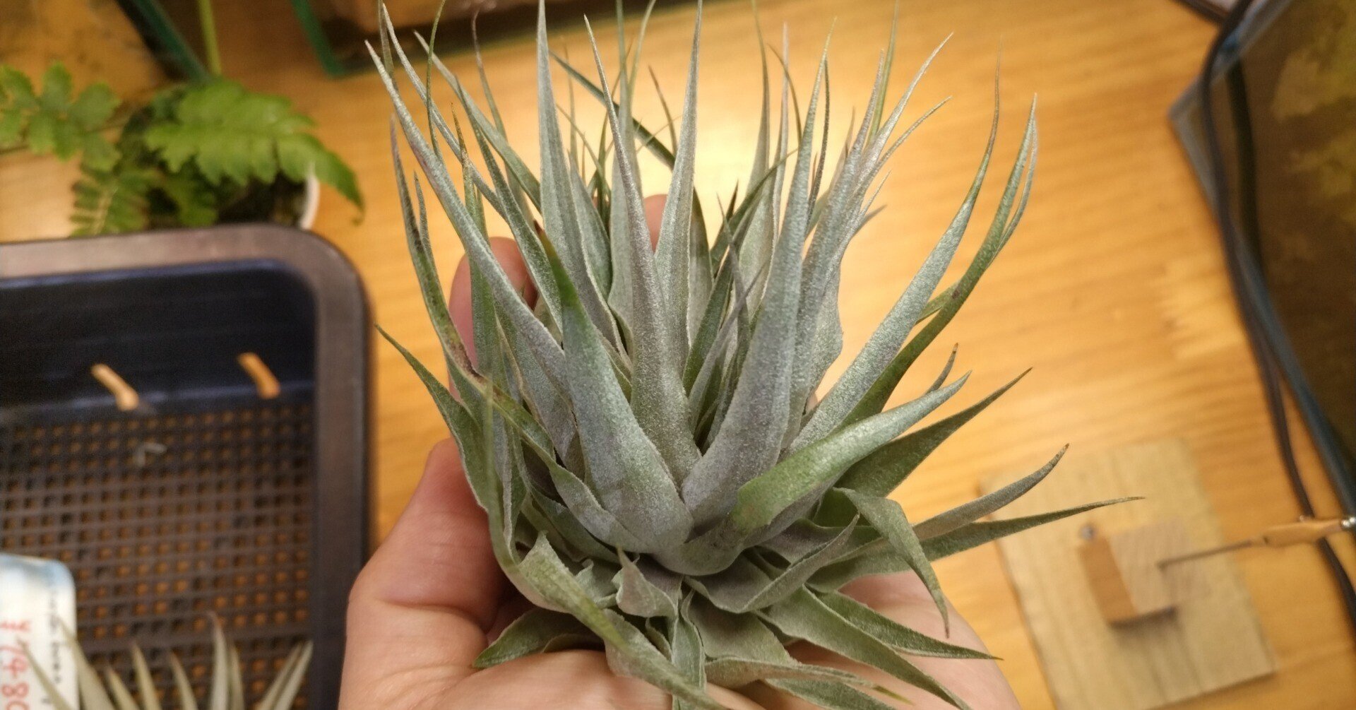 oaxaca 特青 ブルー実生 4 PUP オアハカ oaxaca oteroi 白犀牛 アガベ