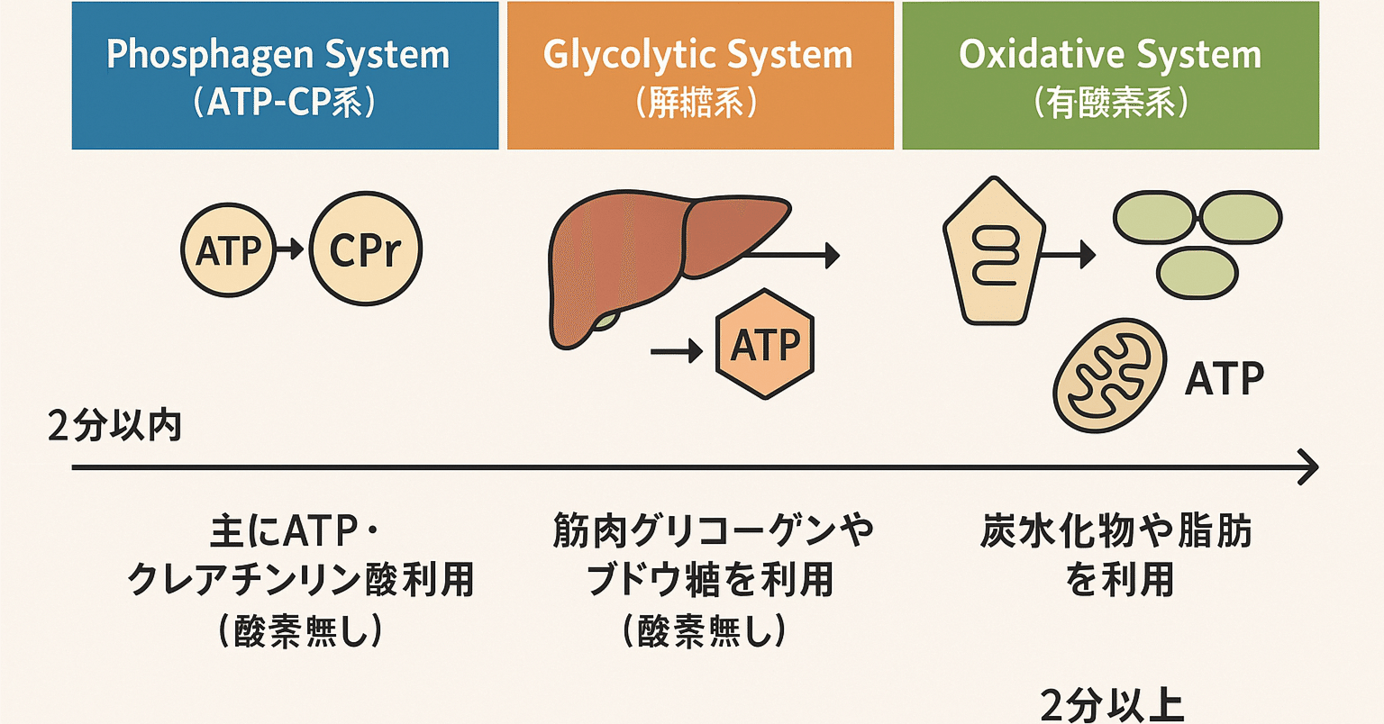 人体のエネルギー供給系について｜10works