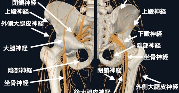 LemOon,, 専用 ①運動機能障害の理学療法 ② 骨盤と仙腸関節の機能解剖 骨盤と仙腸関節の機能解剖―骨盤帯を整えるリアラインアプローチ