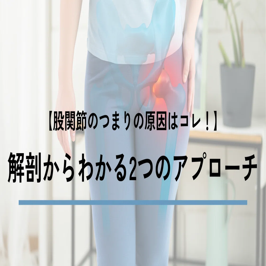 股関節のつまり』の原因はコレ！解剖からわかる2つのアプローチ方法