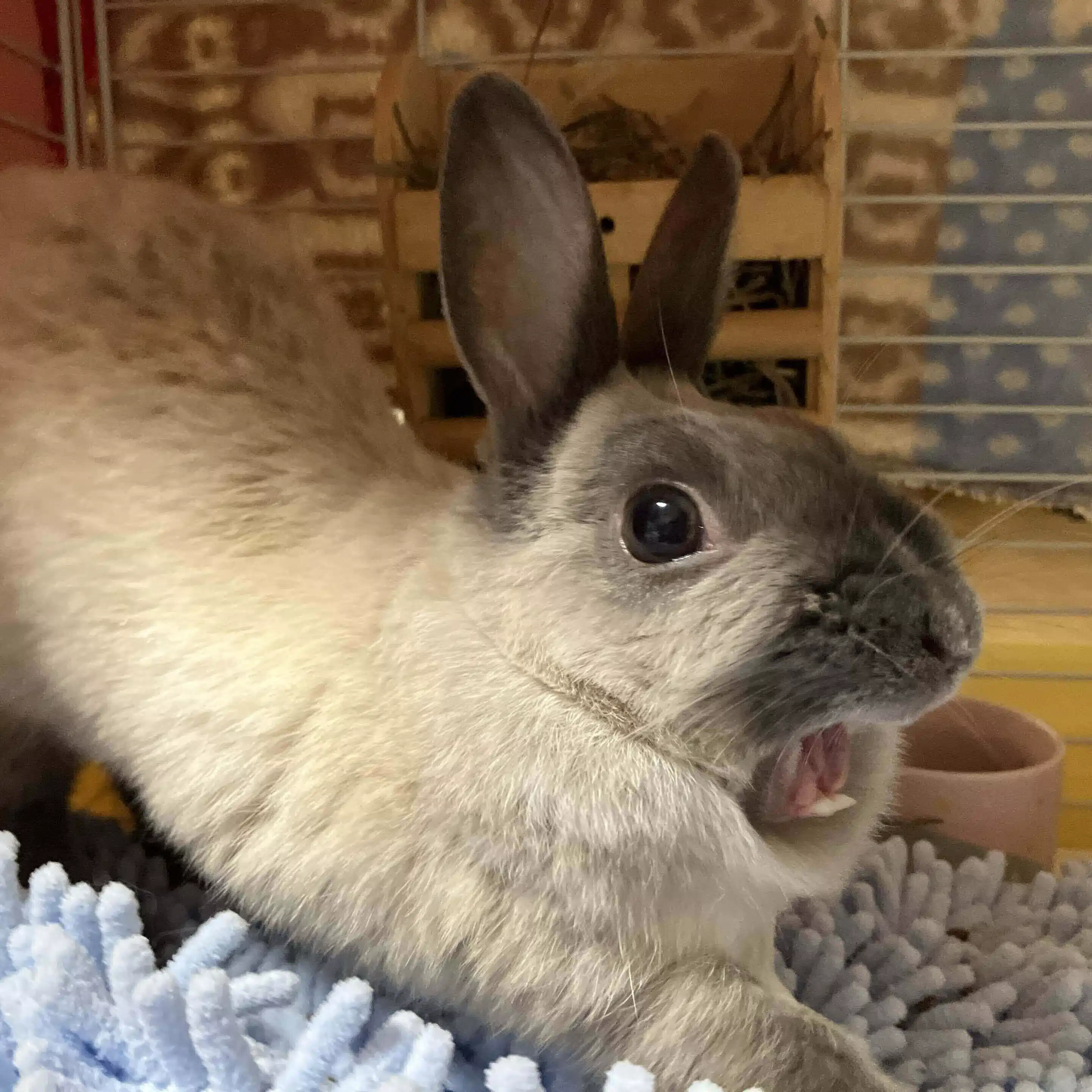 ウサギの部屋