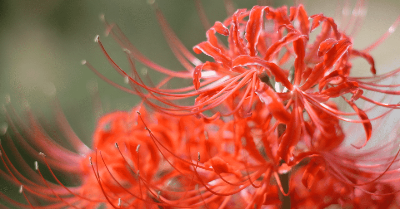 花とネコ そして紅い花ははじける。 Rengeshouma] August Seasonal Flowers Rengeshouma Beginning